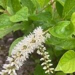 Clethra alnifolia Fuelha