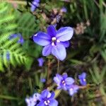 Aristea ecklonii Flower