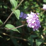 Lantana montevidensis Ďalší