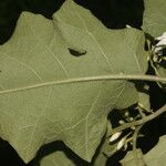 Solanum torvum Blodyn