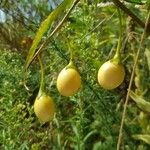 Solanum aviculare Frukto