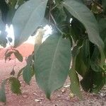 Syzygium samarangense Leaf