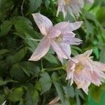 Clematis alpina Floare