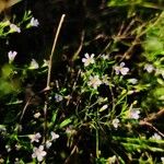 Gypsophila muralis Fuelha