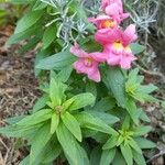 Antirrhinum australe Floare