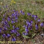 Veronica satureiifolia Costuma