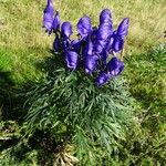 Aconitum napellus عادت
