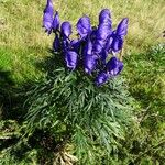 Aconitum napellus Hábito