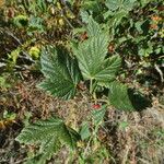Ribes petraeum Leaf
