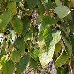 Celtis australisFrugt