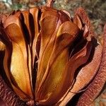 Swietenia macrophylla Fruit