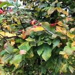 Parrotia subaequalis Hoja
