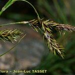 Carex frigida Fula
