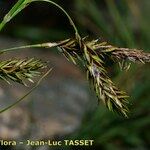 Carex frigida Flower