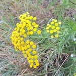 Tanacetum annuum Leaf