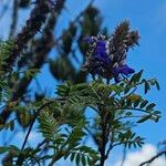 Dalea coerulea Flor