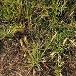 Plantago crassifolia Hábito
