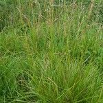 Calamagrostis canescens Flower