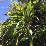 Cordyline mauritiana Natur
