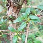 Fuchsia lycioides Leaf