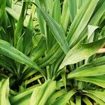 Beschorneria yuccoides 葉