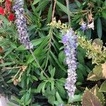 Salvia farinacea Other