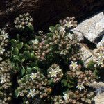 Polycarpon polycarpoides Fula
