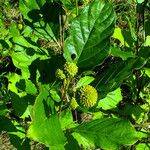 Cephalanthus occidentalis Ліст