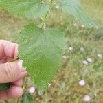 Scutellaria columnae Φύλλο