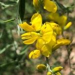 Genista florida Virág