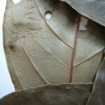 Inga rhynchocalyx Other
