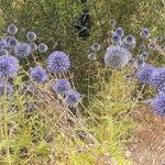 Echinops spinosissimusFlower