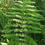 Thelypteris palustris Leaf