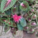 Aechmea fasciata Flower