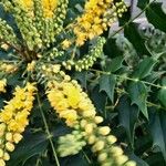 Berberis japonica Flower