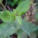 Gutenbergia cordifolia Hoja