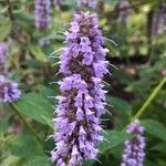 Agastache foeniculumKwiat