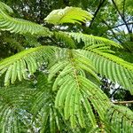 Anadenanthera colubrina ഇല