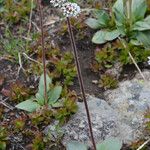 Micranthes rhomboidea Habitat