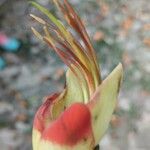Erythrina fusca Квітка