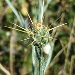 Centaurea solstitialis Mbuma