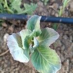 Brassica oleracea Leht