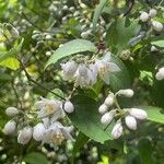 Deutzia crenata Flower