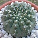 Gymnocalycium capillense Habit