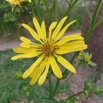 Silphium trifoliatum