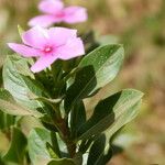 Catharanthus roseus Floro