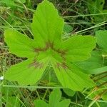 Pelargonium multibracteatum Leaf