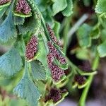 Asplenium ruta-muraria Fruit