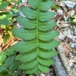 Cirsium erisithales Leaf