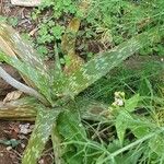 Aloe amudatensis Levél